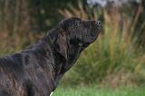 FILA BRASILEIRO 059